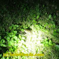/home//u458753944/public_html/sourcegallery//Frogs/More bullfrogs/P8150249.JPG